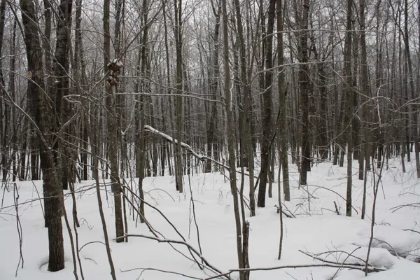$600,000 | On W Rapids, Lake Tomahawk, WI 54539