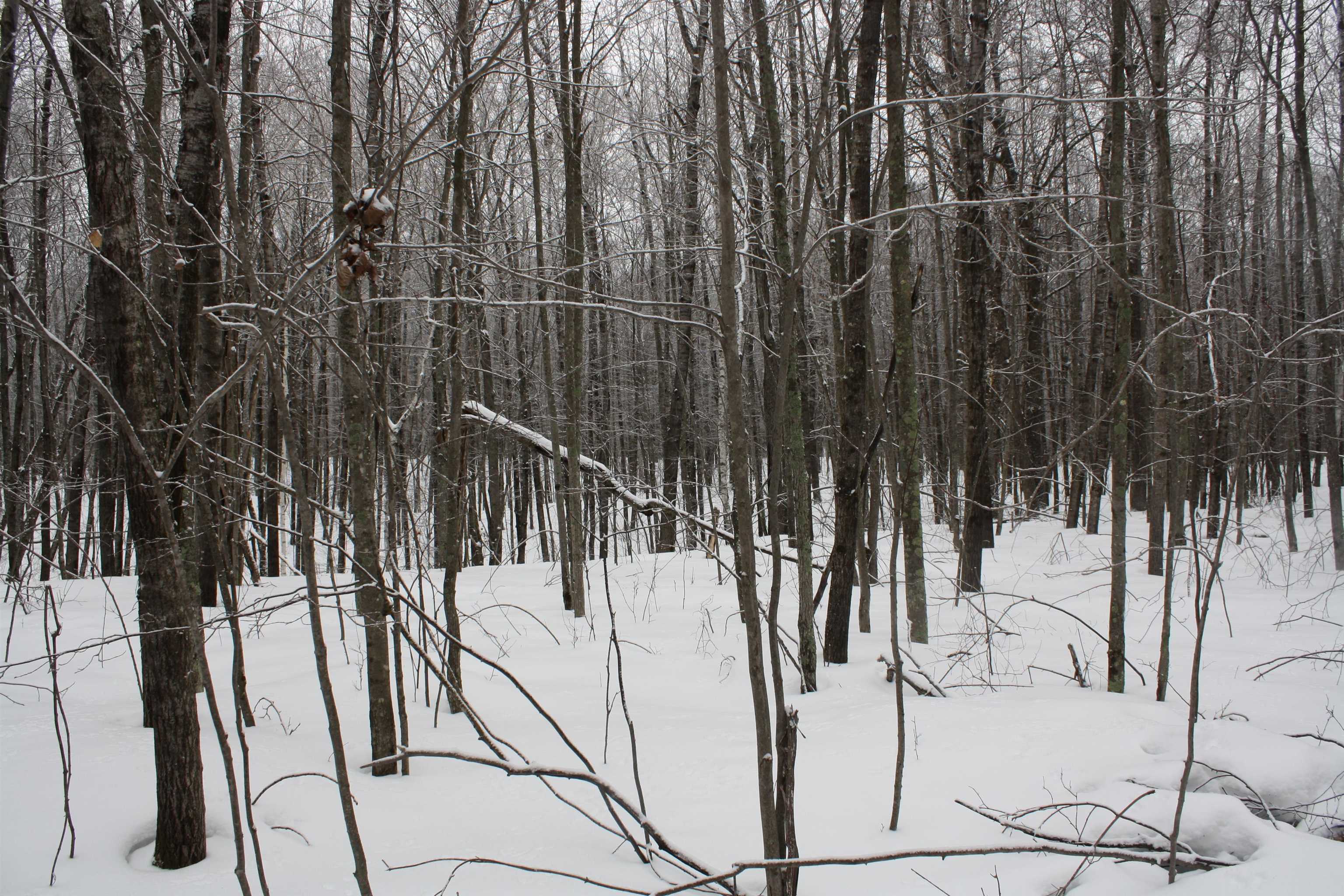 On W Rapids Lake Tomahawk, WI 54539 - Photo 25 of 56