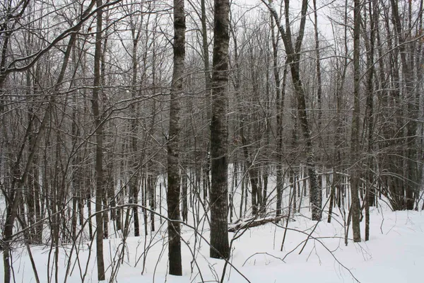 $600,000 | On W Rapids, Lake Tomahawk, WI 54539