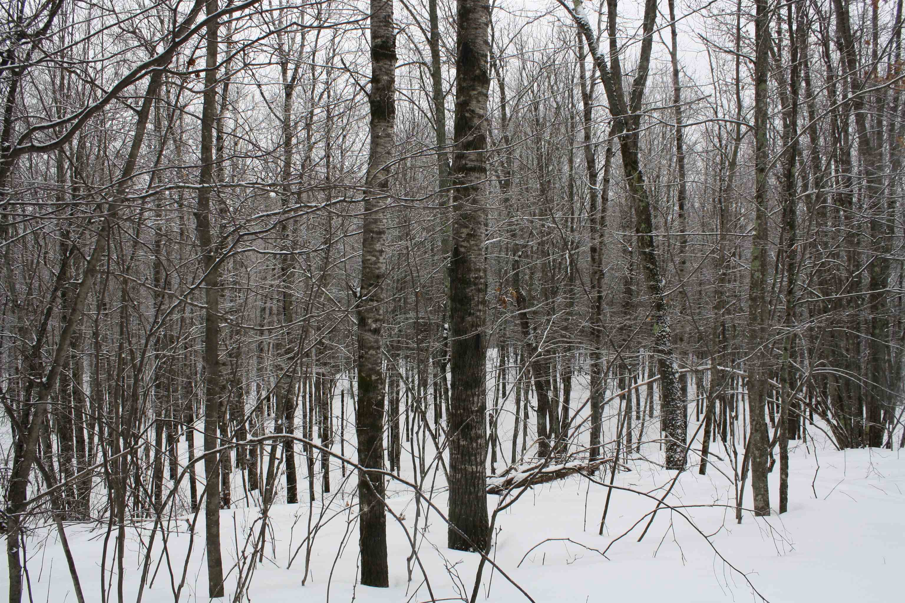 On W Rapids Lake Tomahawk, WI 54539 - Photo 27 of 56