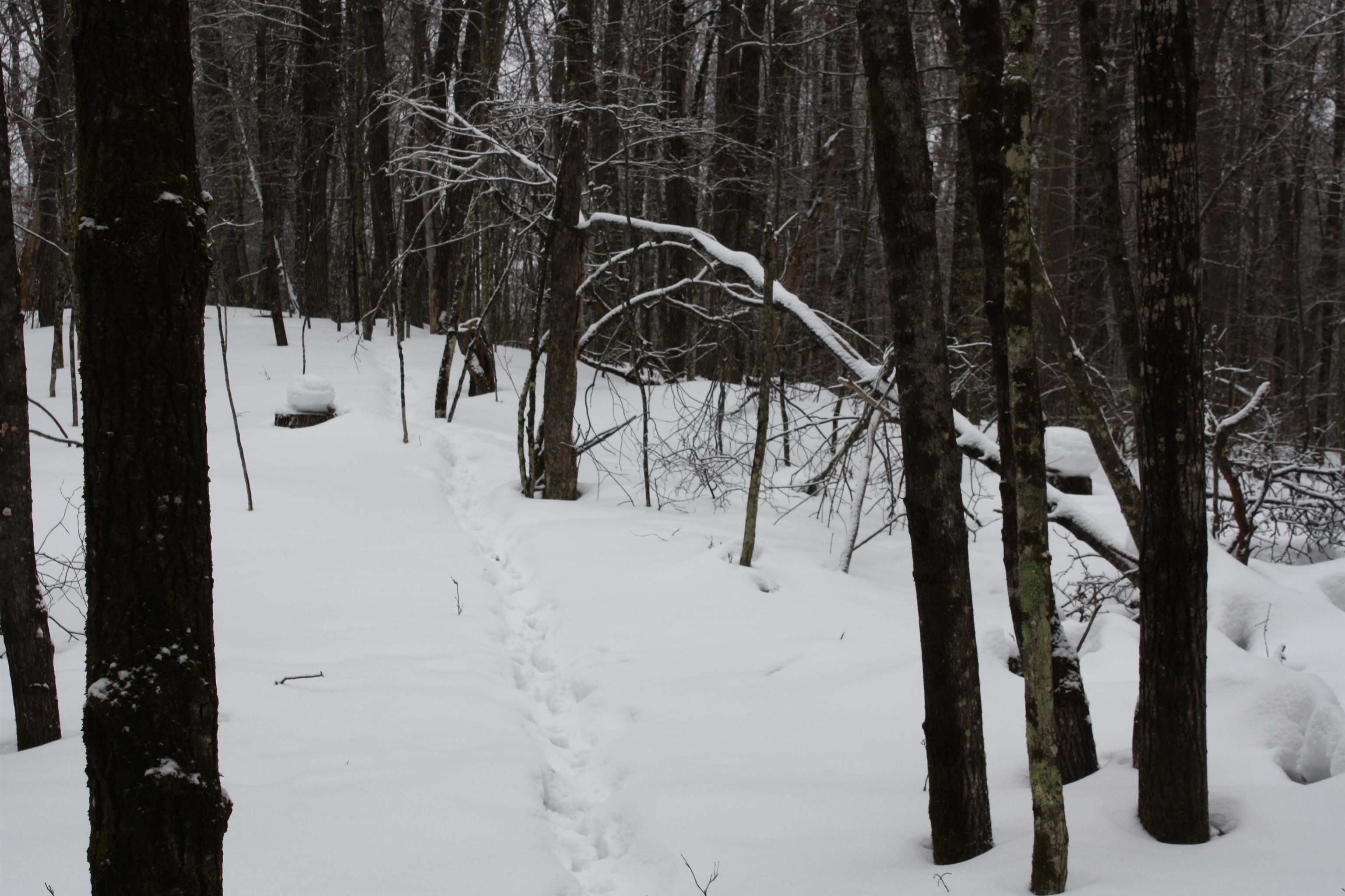 On W Rapids Lake Tomahawk, WI 54539 - Photo 30 of 56