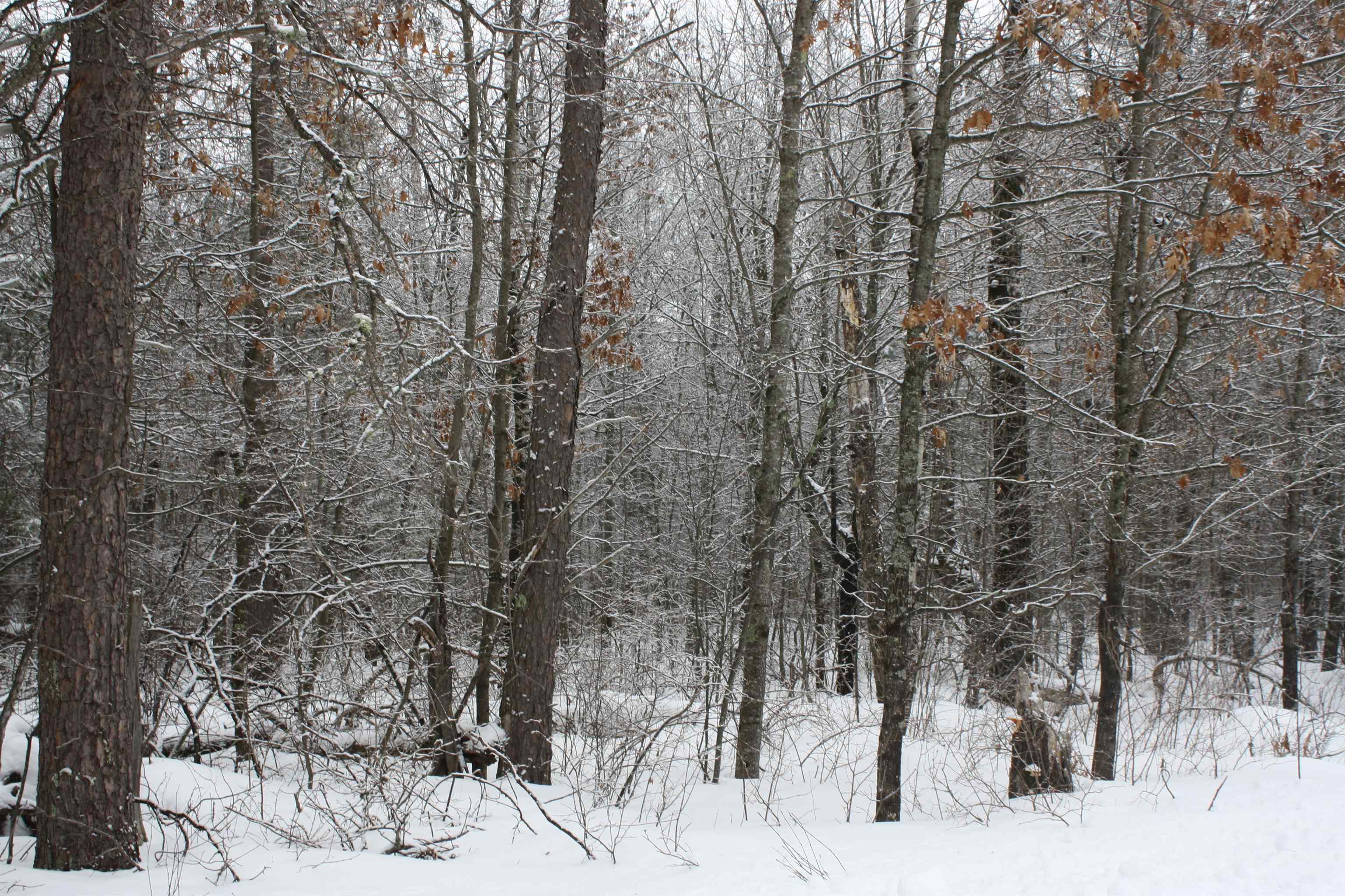 On W Rapids Lake Tomahawk, WI 54539 - Photo 31 of 56