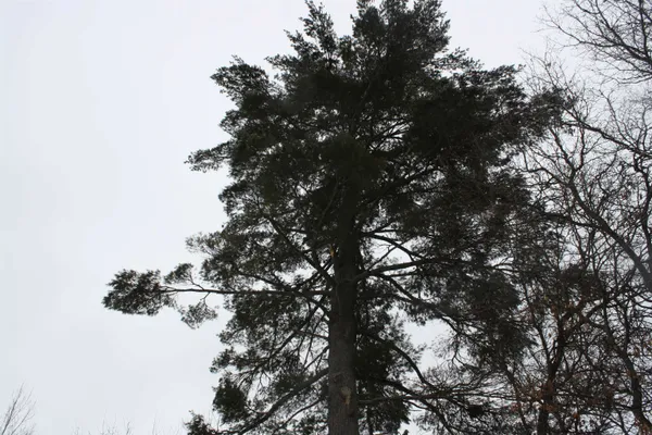 $600,000 | On W Rapids, Lake Tomahawk, WI 54539