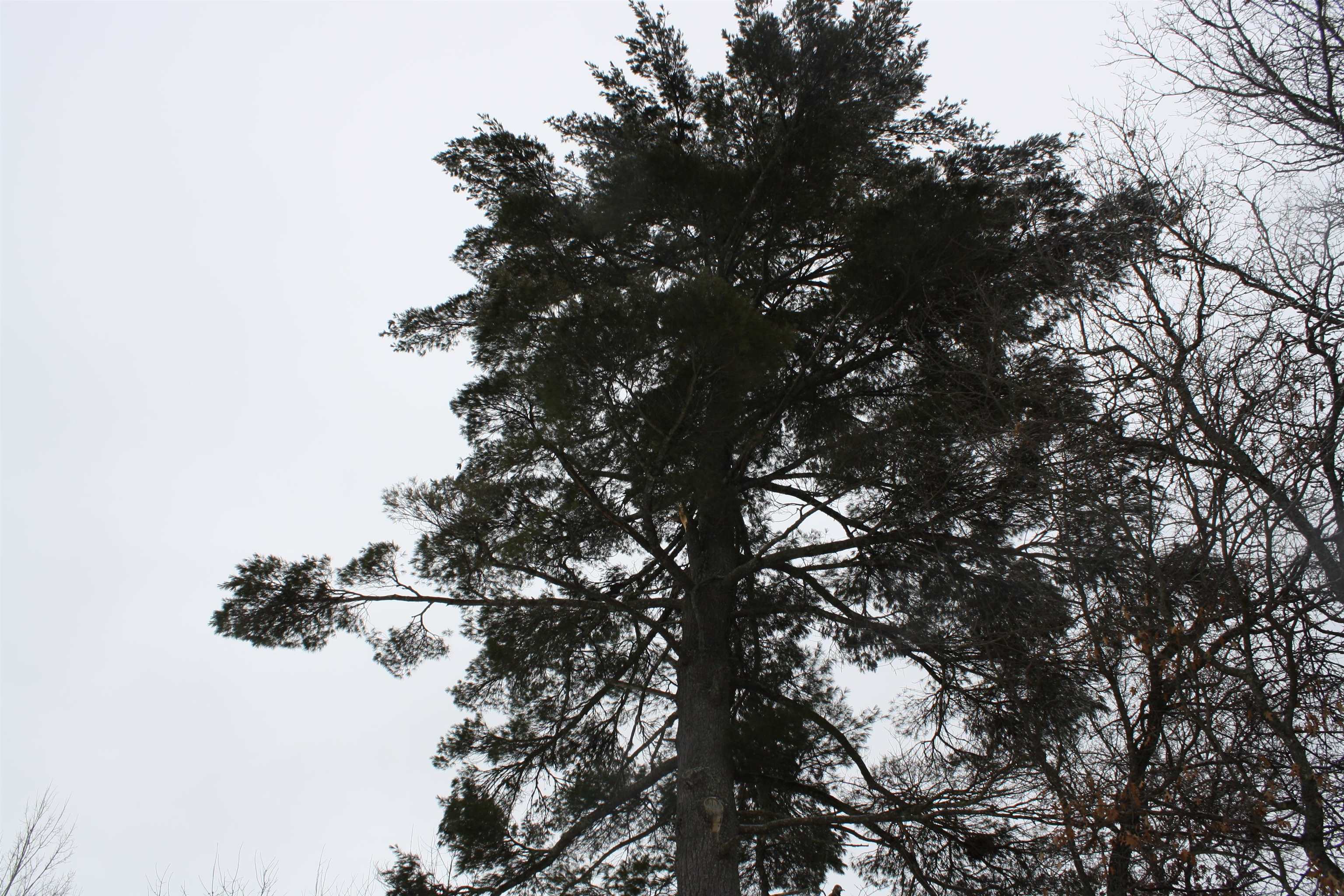 On W Rapids Lake Tomahawk, WI 54539 - Photo 33 of 56