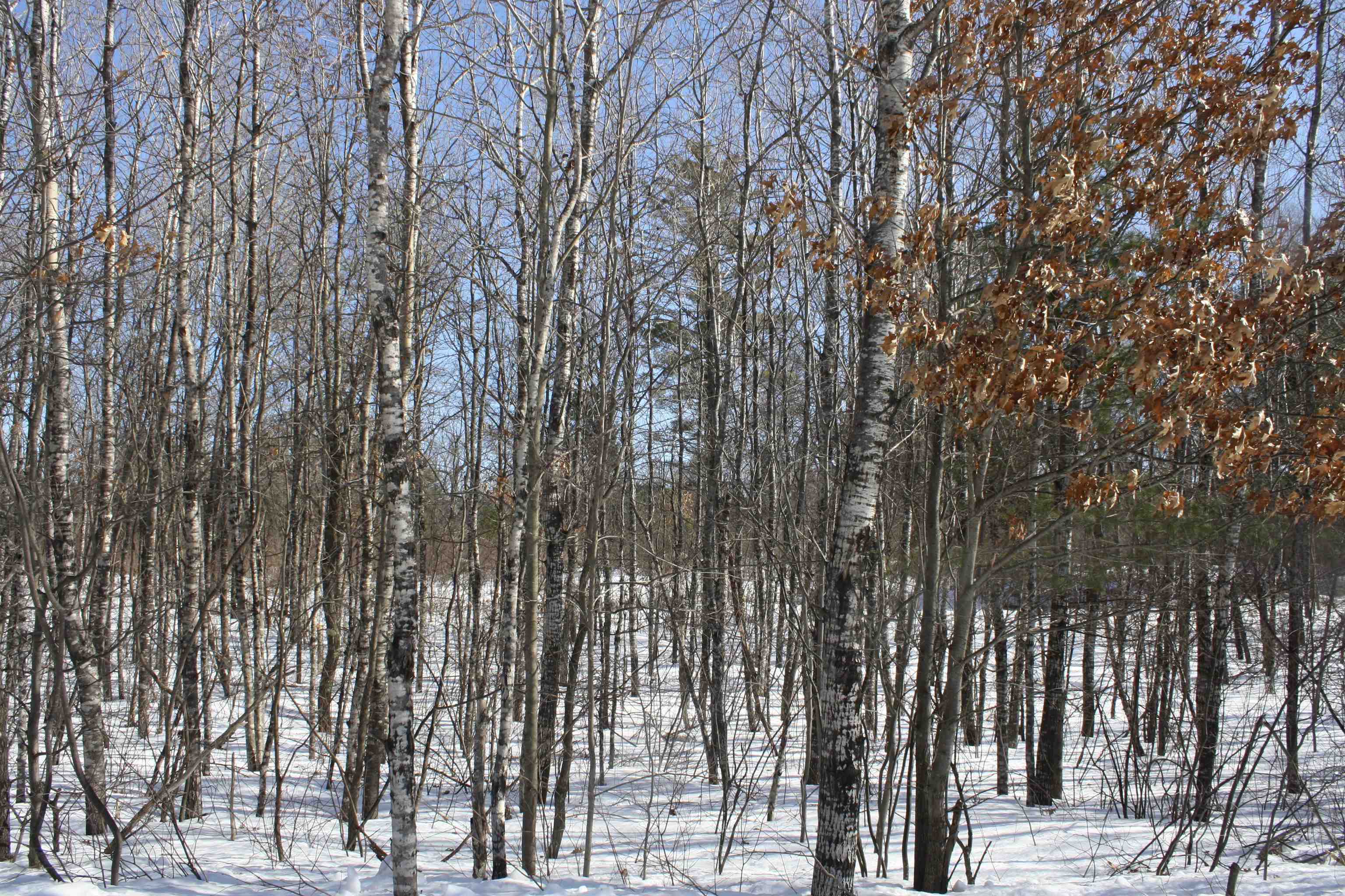 On W Rapids Lake Tomahawk, WI 54539 - Photo 37 of 56