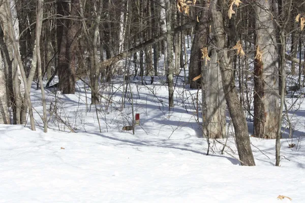 $600,000 | On W Rapids, Lake Tomahawk, WI 54539