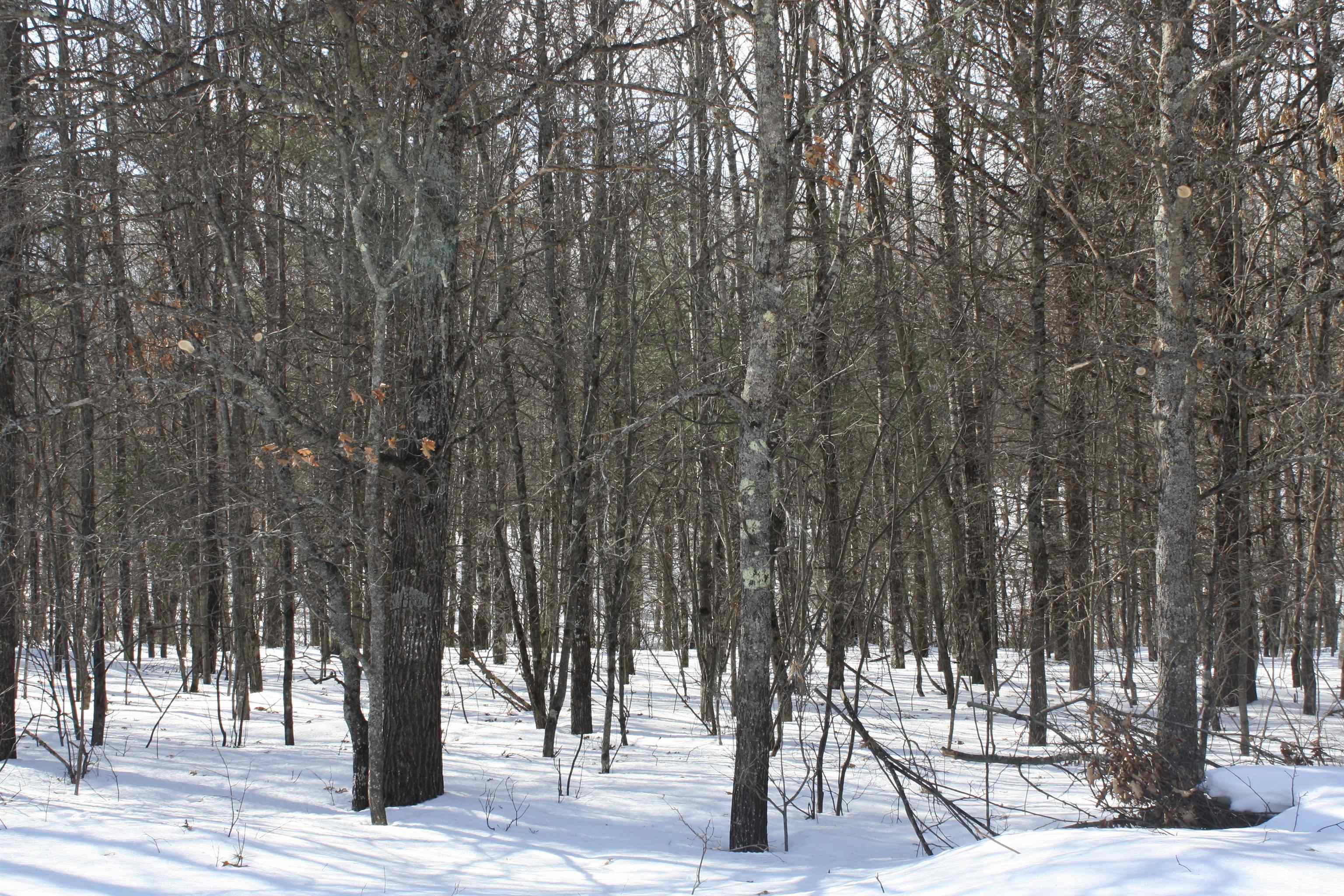 On W Rapids Lake Tomahawk, WI 54539 - Photo 42 of 56