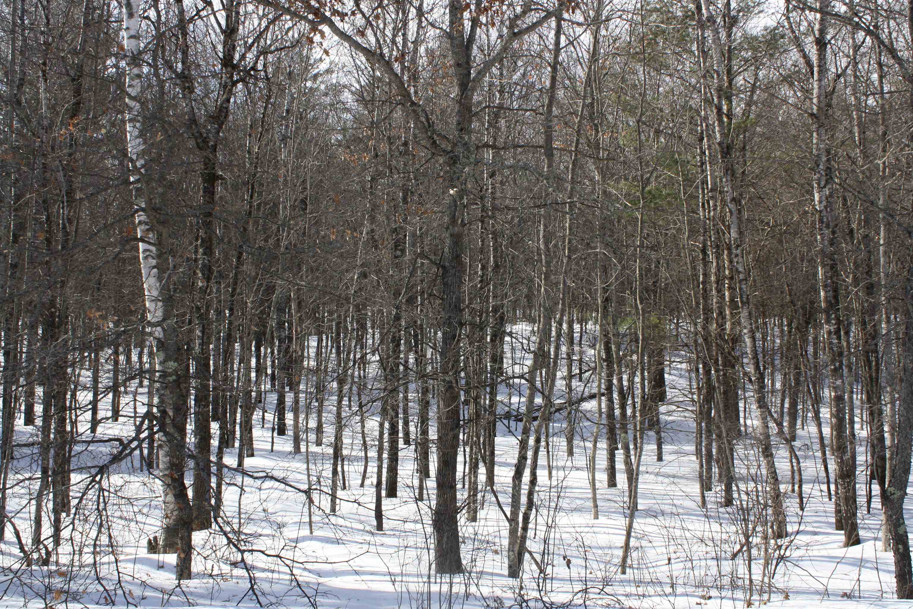 On W Rapids Lake Tomahawk, WI 54539 - Photo 43 of 56