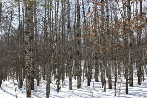 $600,000 | On W Rapids, Lake Tomahawk, WI 54539
