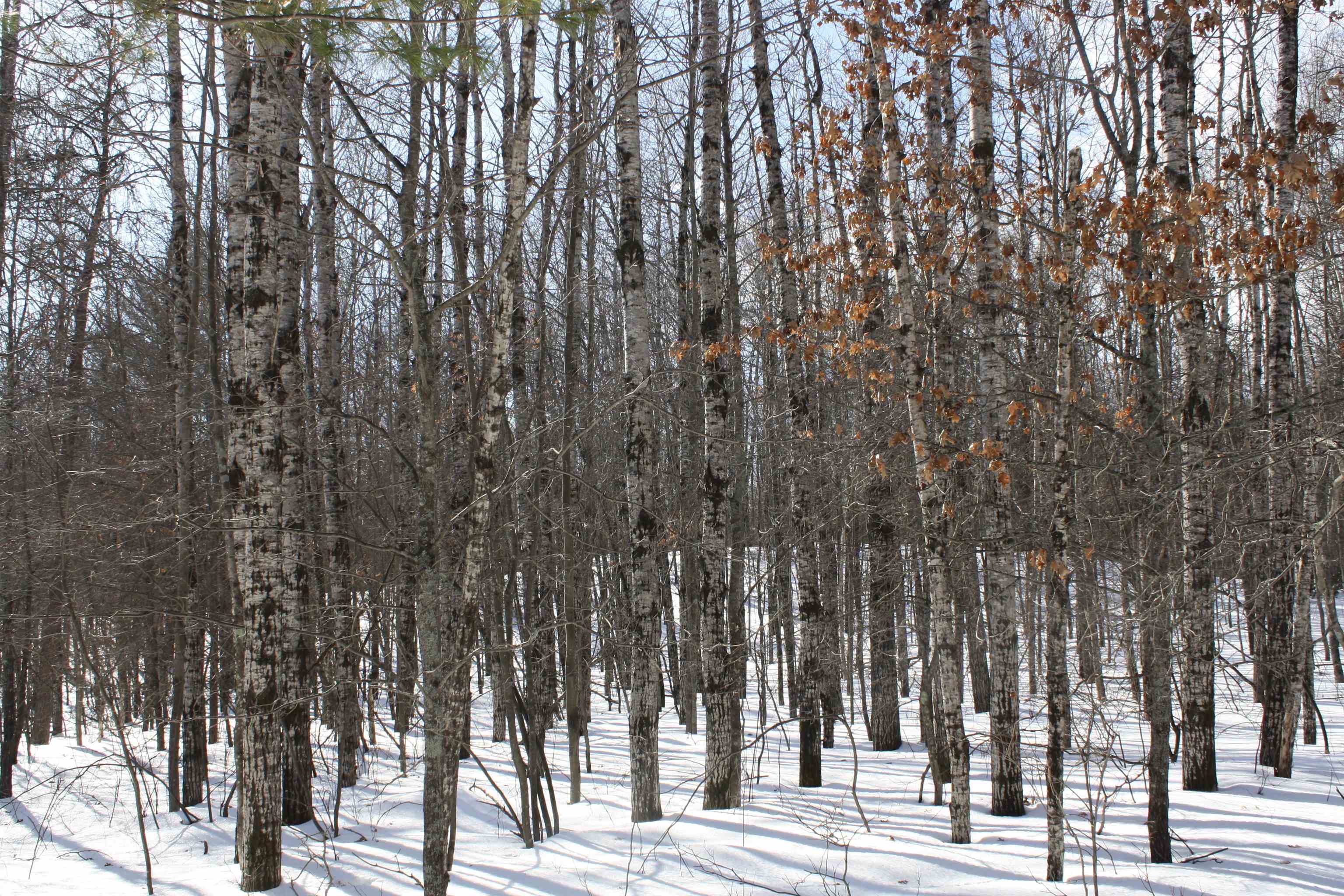 On W Rapids Lake Tomahawk, WI 54539 - Photo 44 of 56