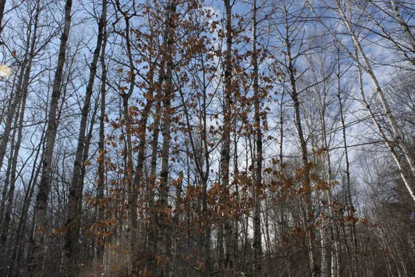 $600,000 | On W Rapids, Lake Tomahawk, WI 54539