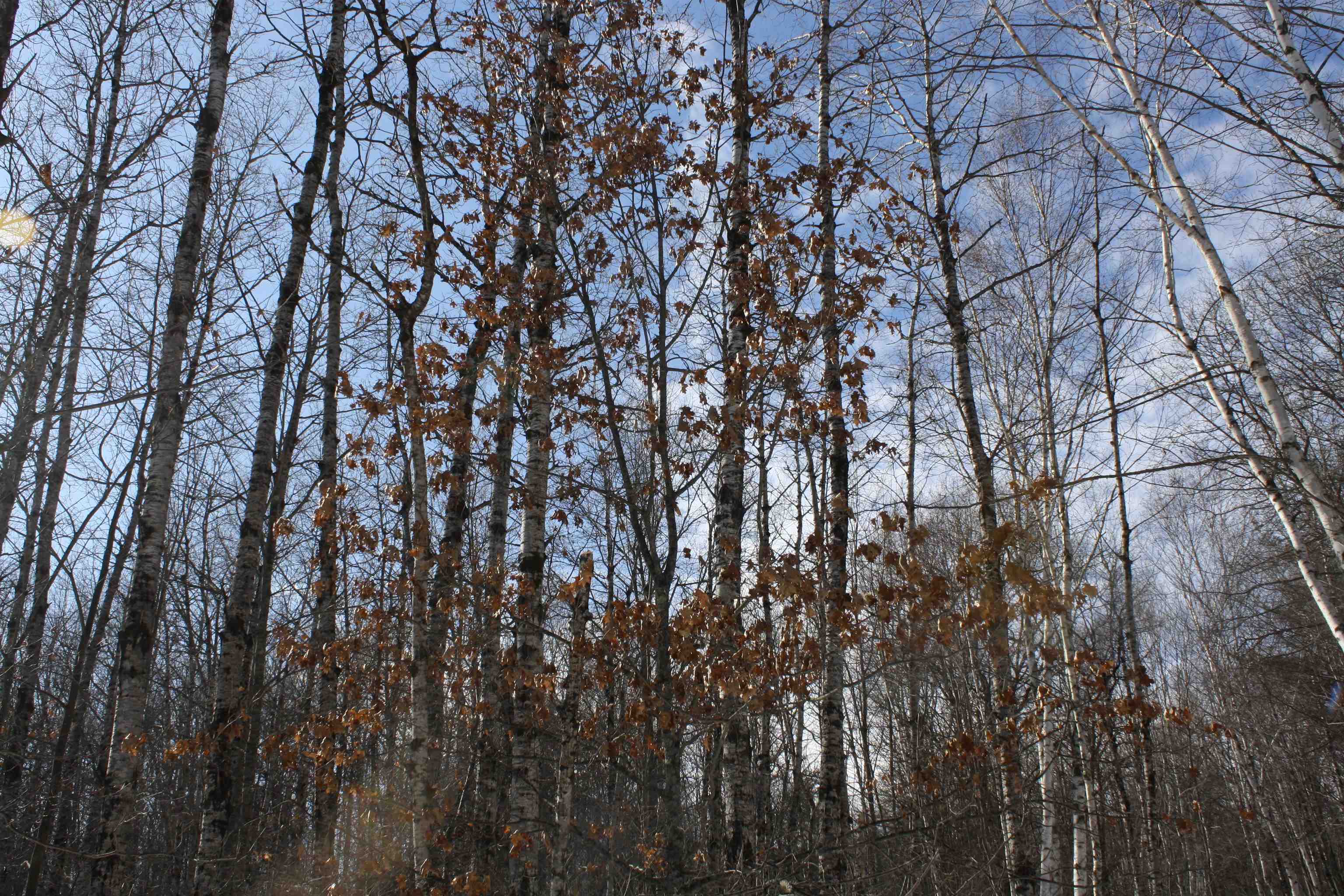 On W Rapids Lake Tomahawk, WI 54539 - Photo 45 of 56