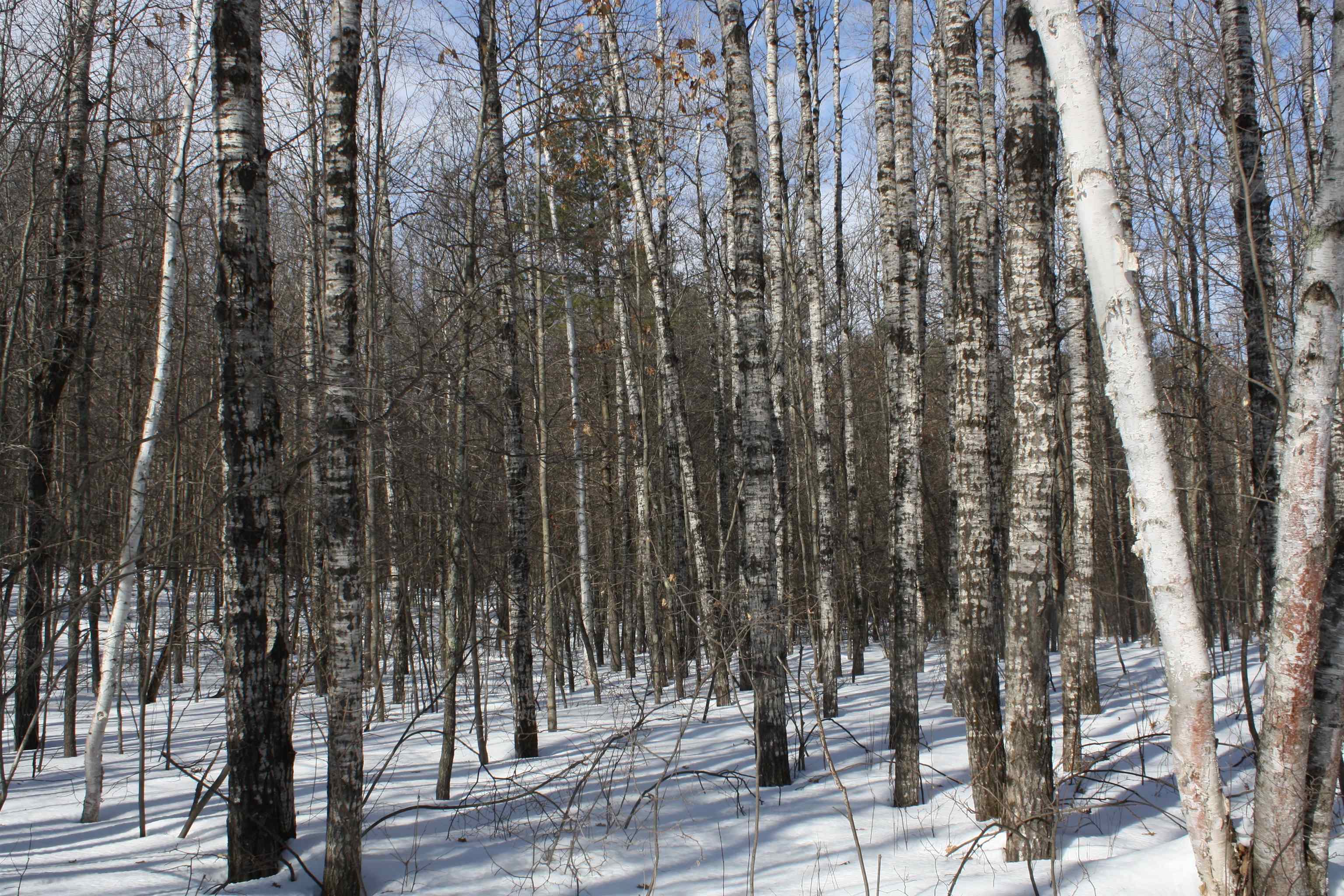 On W Rapids Lake Tomahawk, WI 54539 - Photo 46 of 56