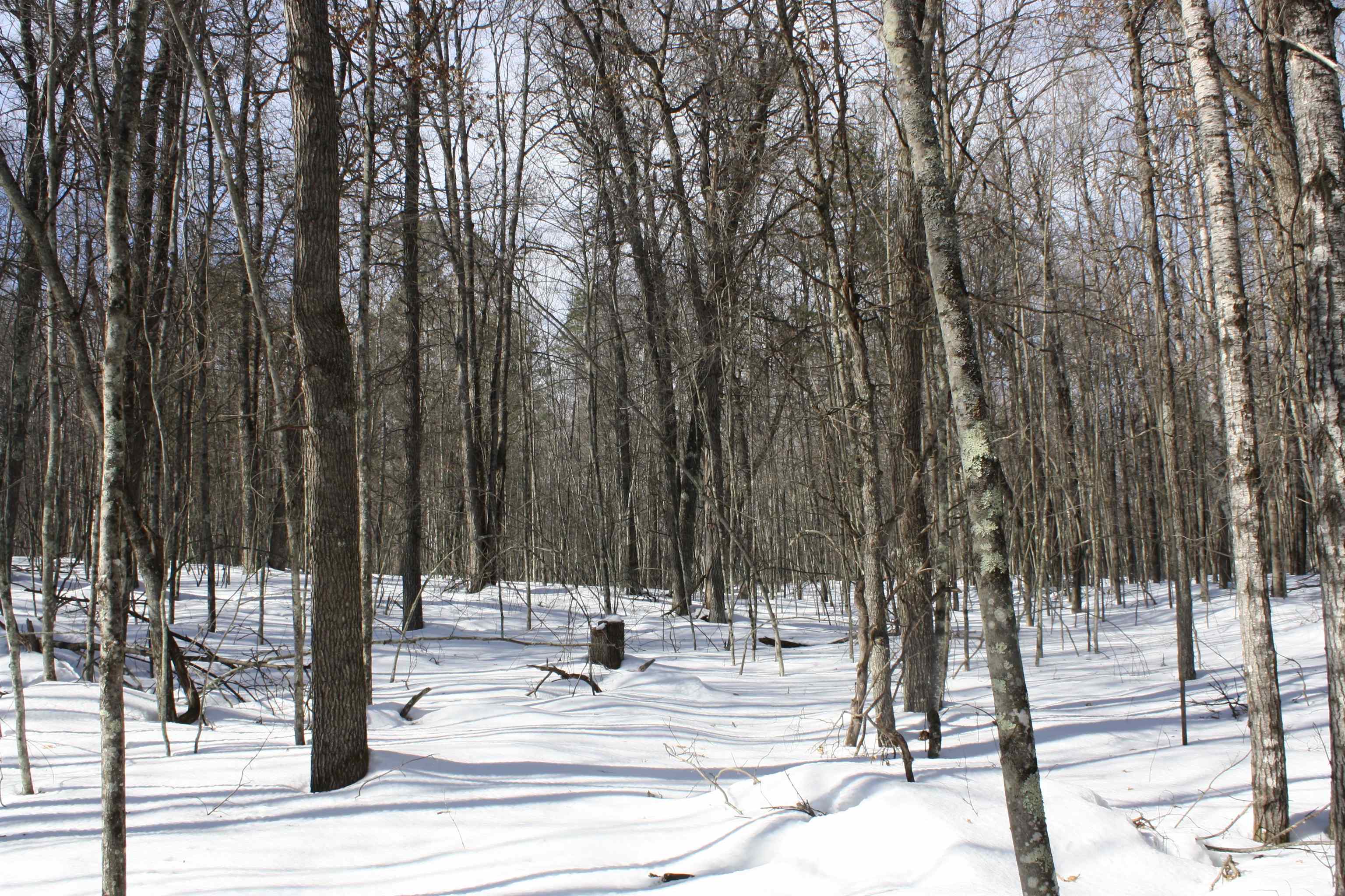 On W Rapids Lake Tomahawk, WI 54539 - Photo 47 of 56