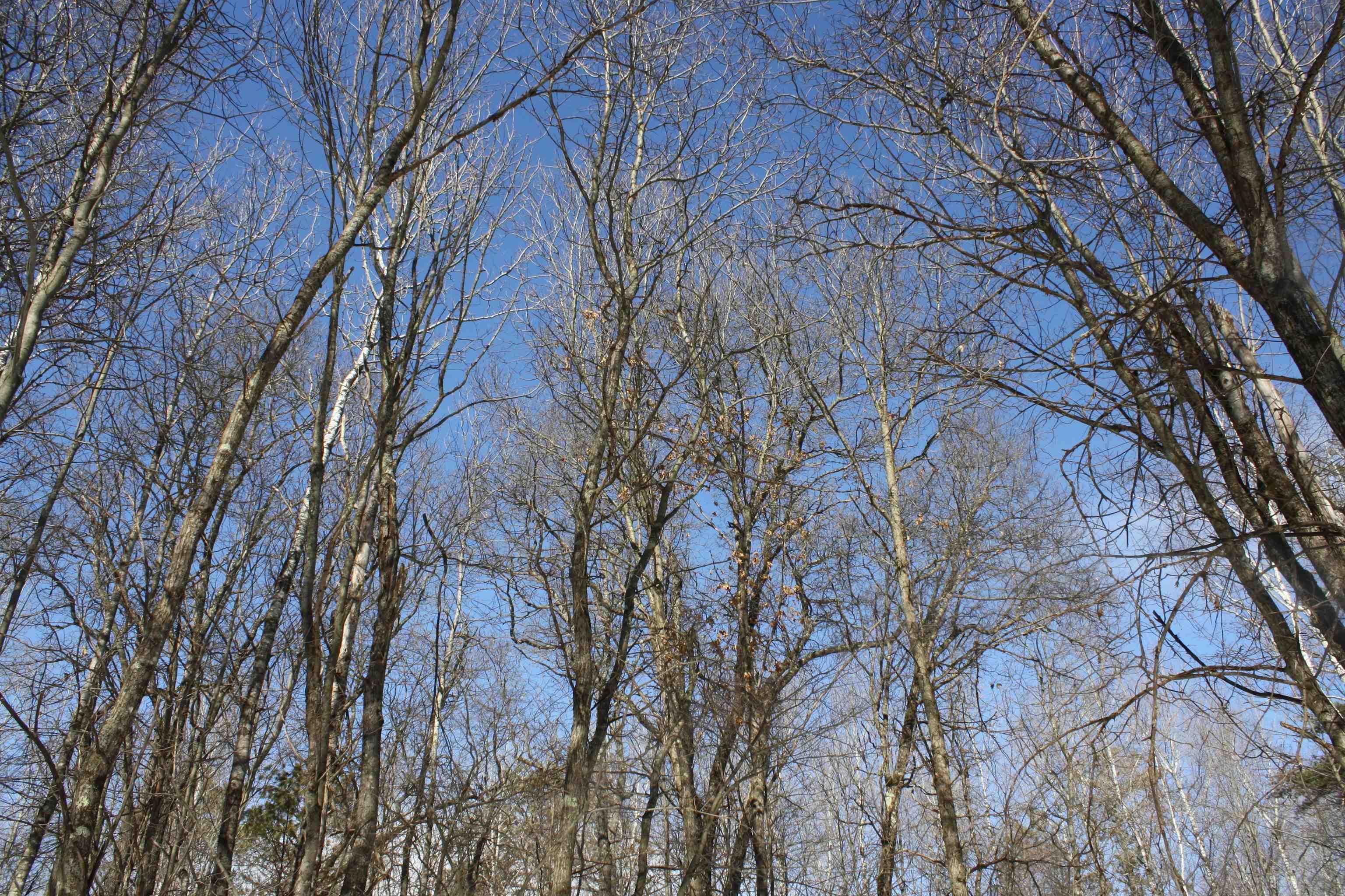 On W Rapids Lake Tomahawk, WI 54539 - Photo 5 of 56