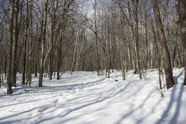 $600,000 | On W Rapids, Lake Tomahawk, WI 54539