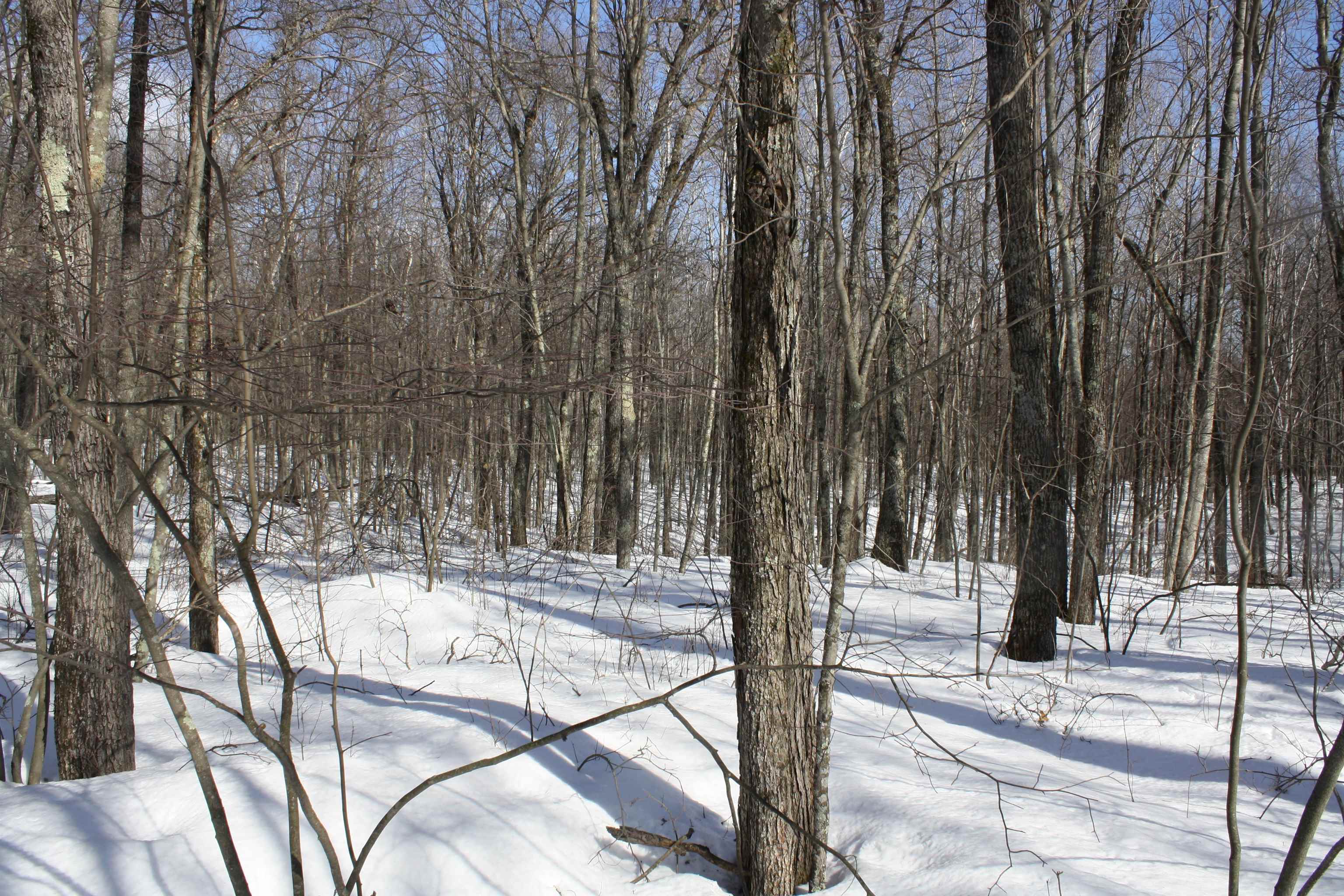 On W Rapids Lake Tomahawk, WI 54539 - Photo 56 of 56