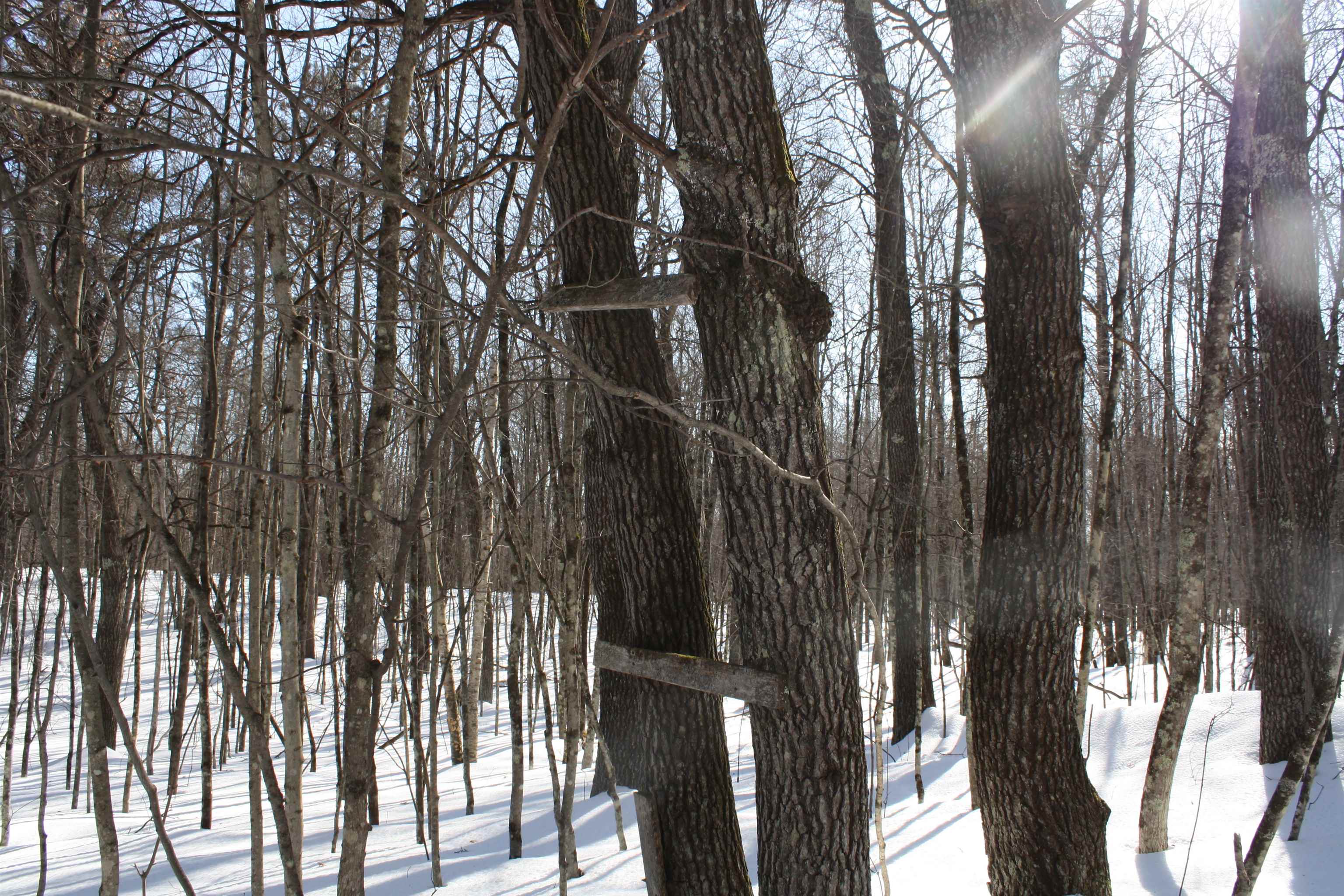 On W Rapids Lake Tomahawk, WI 54539 - Photo 7 of 56
