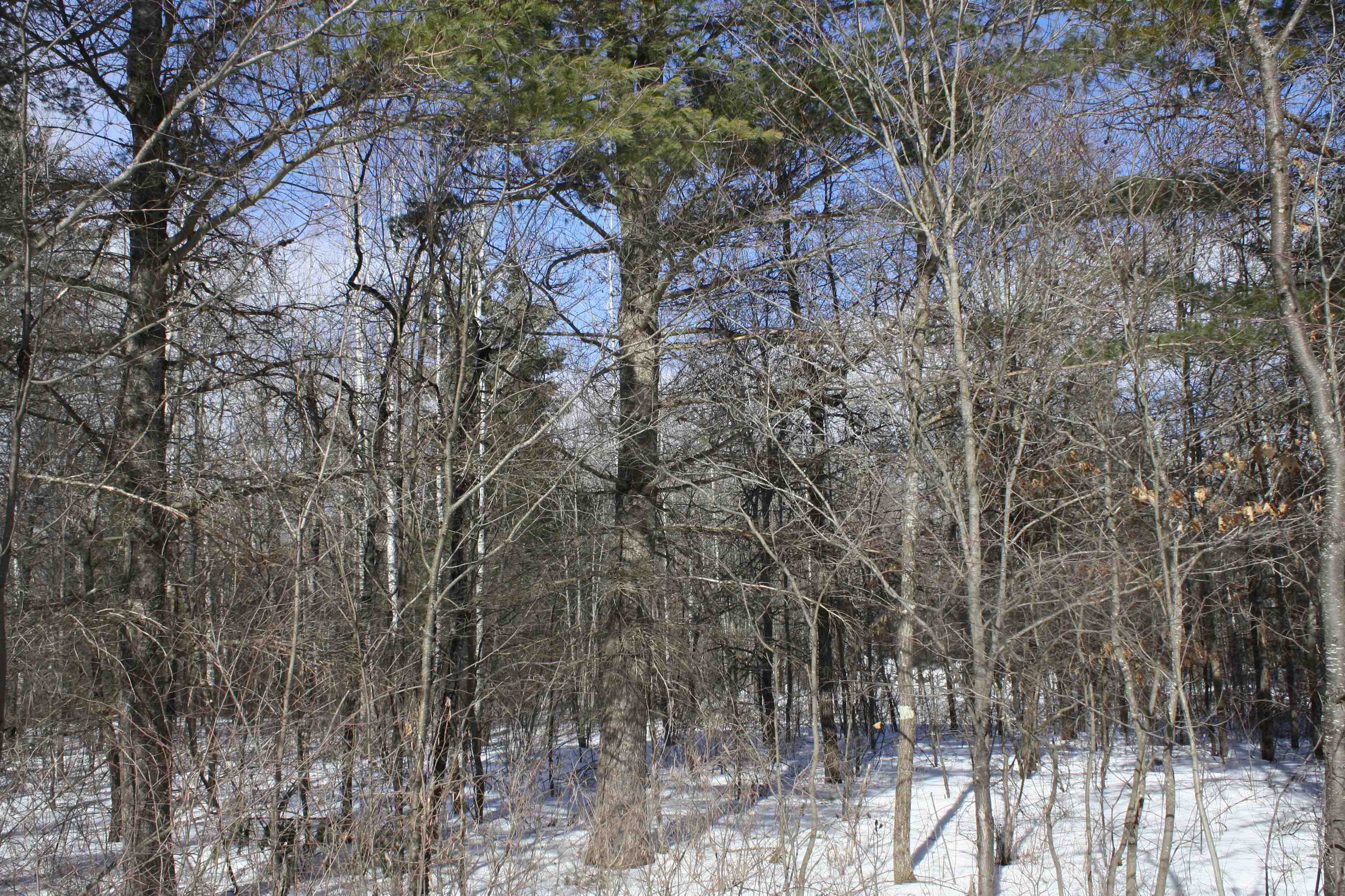 On W Rapids Lake Tomahawk, WI 54539 - Photo 8 of 56