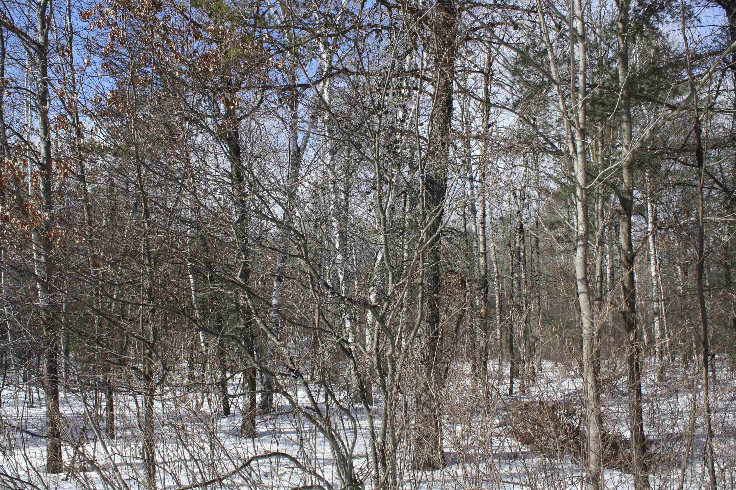 On W Rapids Lake Tomahawk, WI 54539 - Photo 9 of 56
