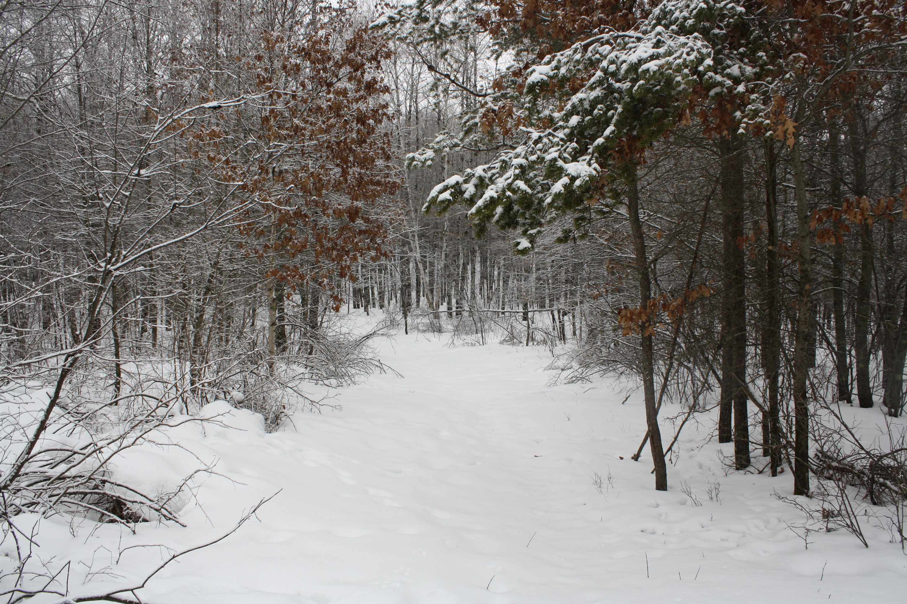 On W Rapids Lake Tomahawk, WI 54539 - Photo 10 of 56