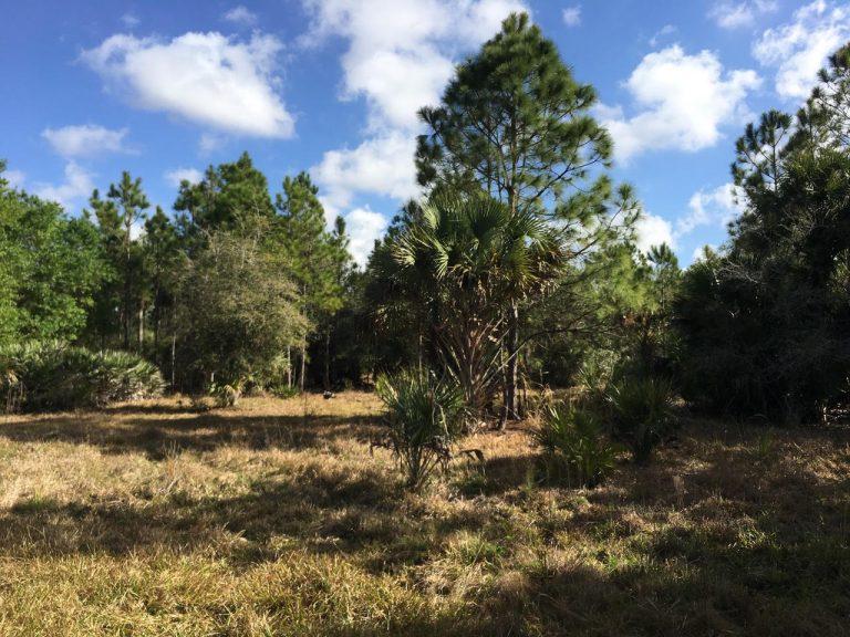 a view of a yard with lots of green space