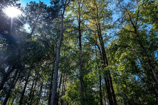 a view of swimming pool with a yard
