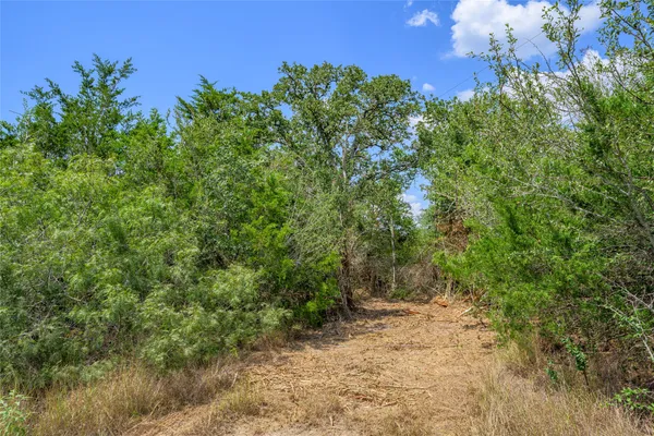 a view of a yard with plants and a bench