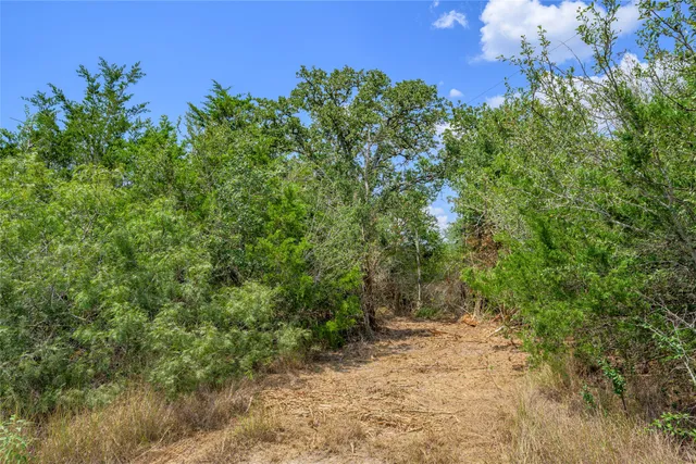a view of a yard with plants and a bench