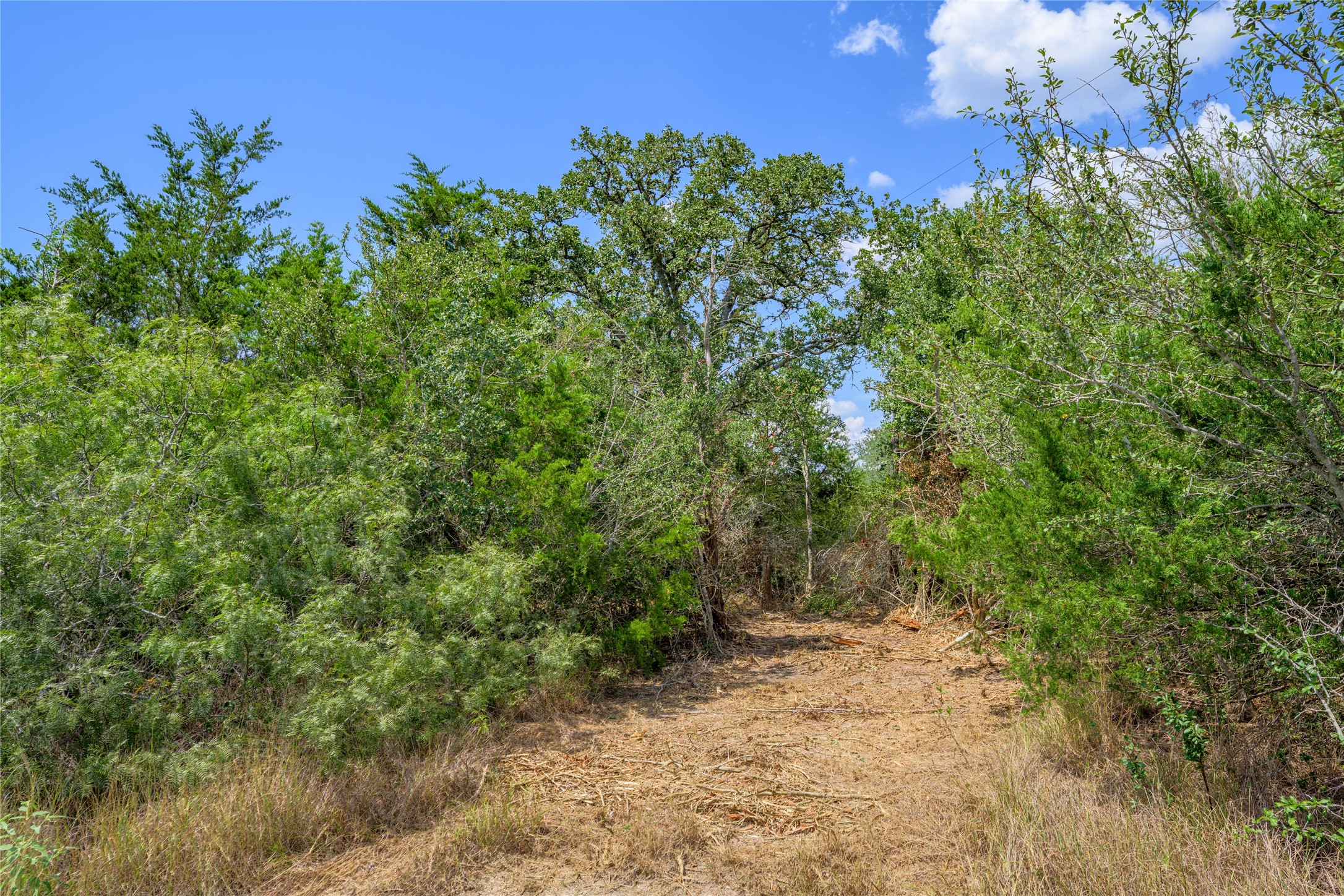 10842 Rauch Road Ledbetter, TX 78946 - Photo 14 of 24