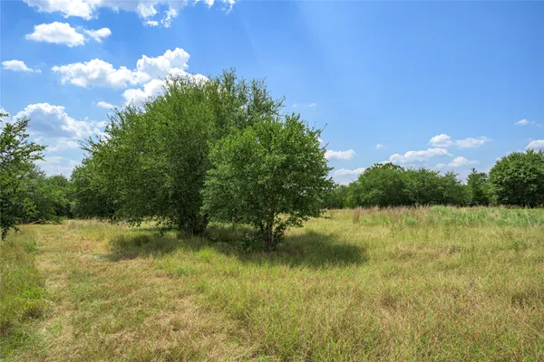 a view of a yard with trees