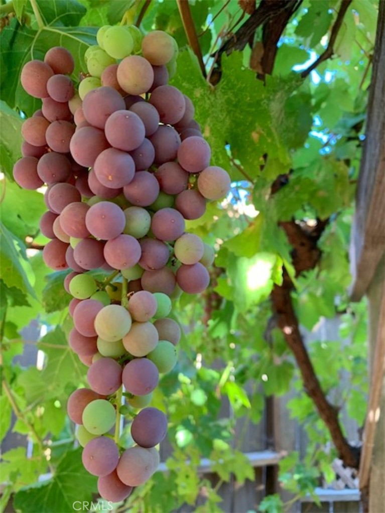 8425 Azucena Avenue Atascadero, CA 93422 - Photo 43 of 47 a view of a bunch of flowers in a tree