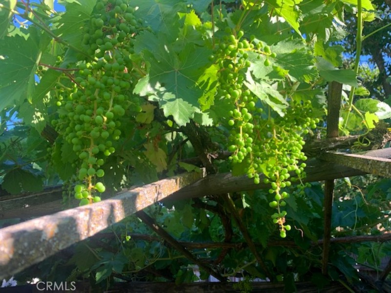 8425 Azucena Avenue Atascadero, CA 93422 - Photo 46 of 47 a backyard of a house with lots of green space