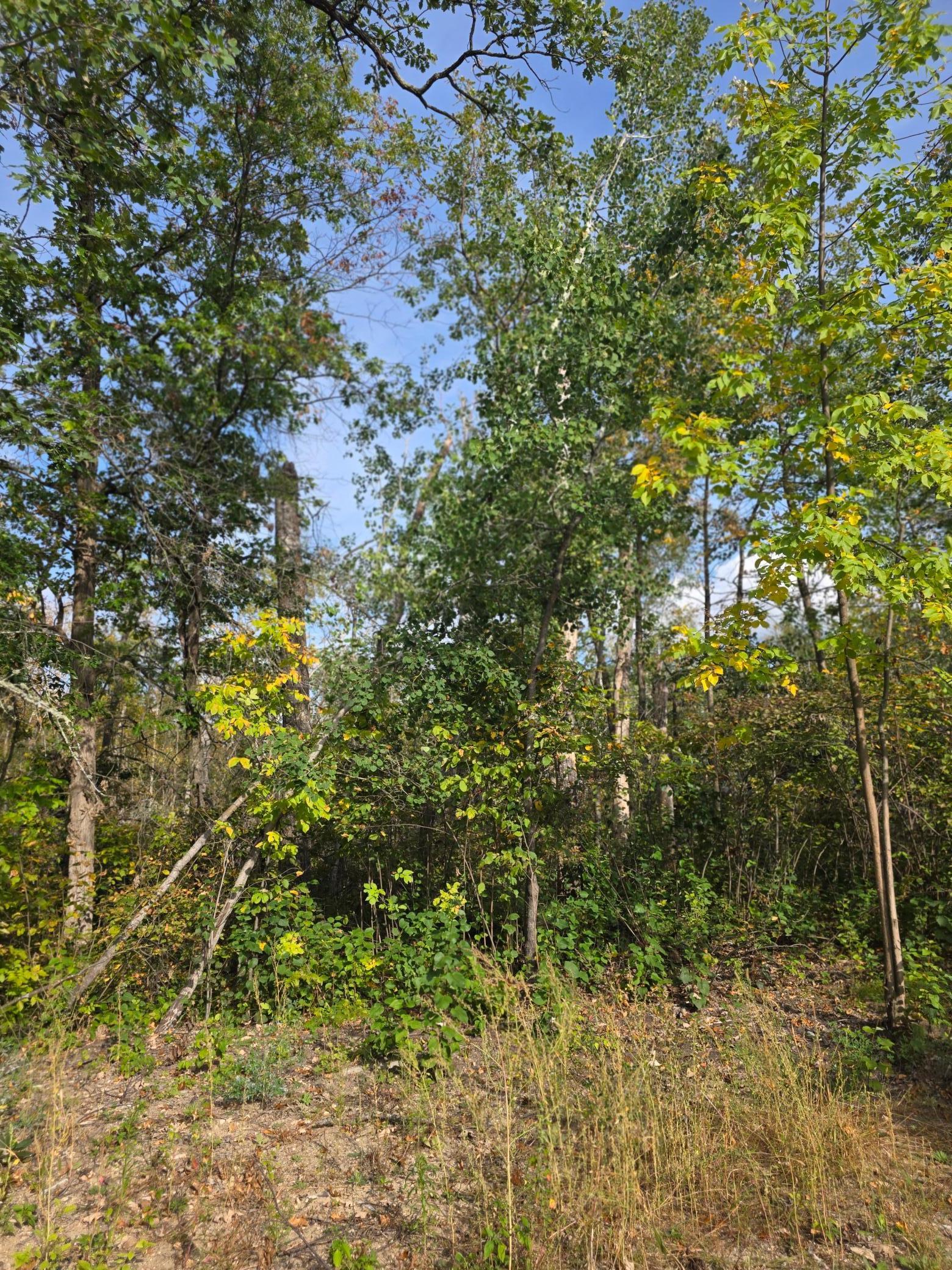 Tbd Andrusia Road Southeast Cass Lake, MN 56633 - Photo 11 of 14