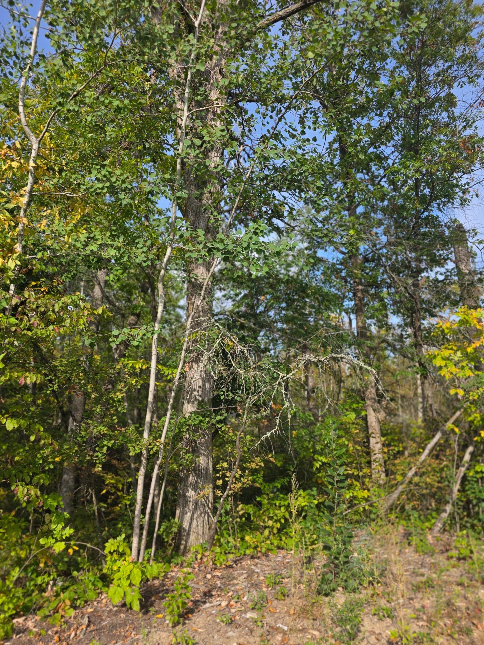 Tbd Andrusia Road Southeast Cass Lake, MN 56633 - Photo 10 of 14