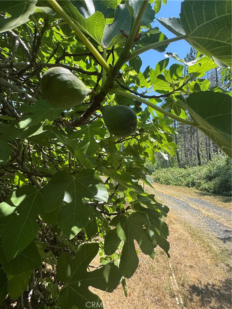 3738 Pinkston Canyon Road Oroville, CA 95965 - Photo 15 of 24 Figs