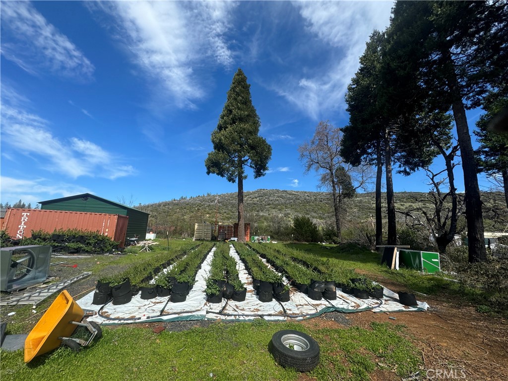 3738 Pinkston Canyon Road Oroville, CA 95965 - Photo 18 of 24 Potted Plants/Cargo containers