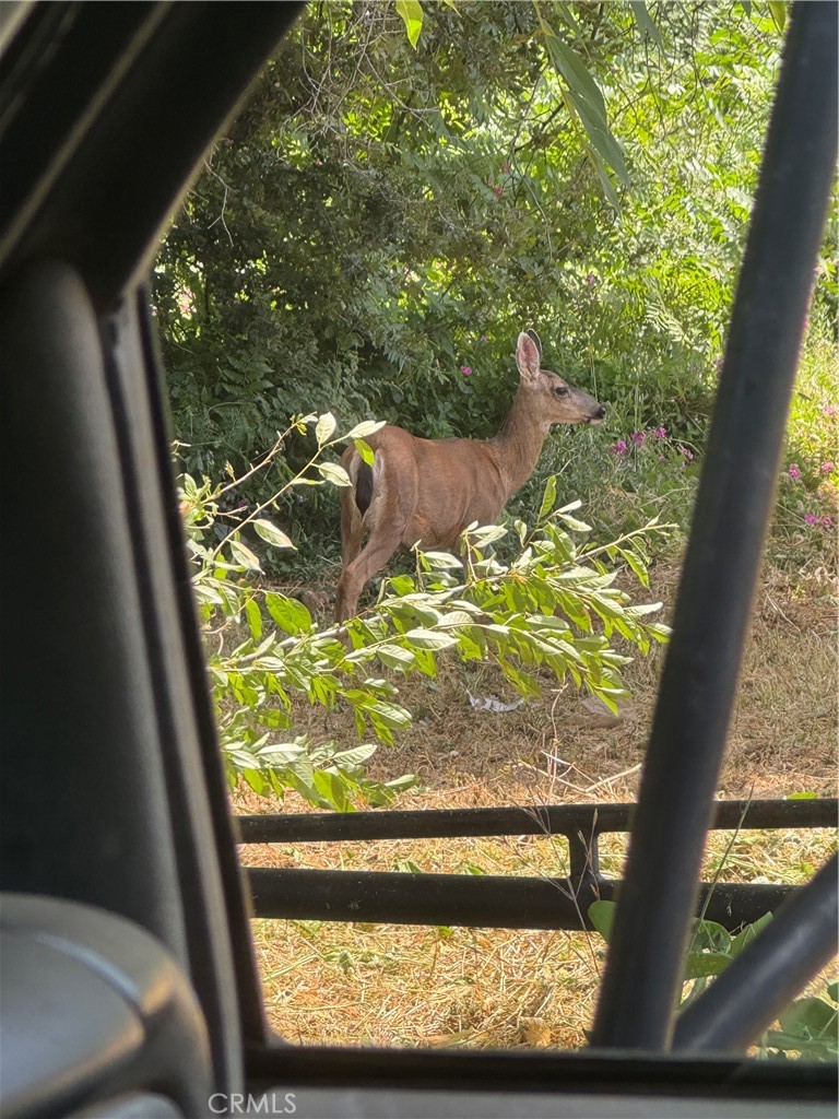 3738 Pinkston Canyon Road Oroville, CA 95965 - Photo 21 of 24 Wildlife