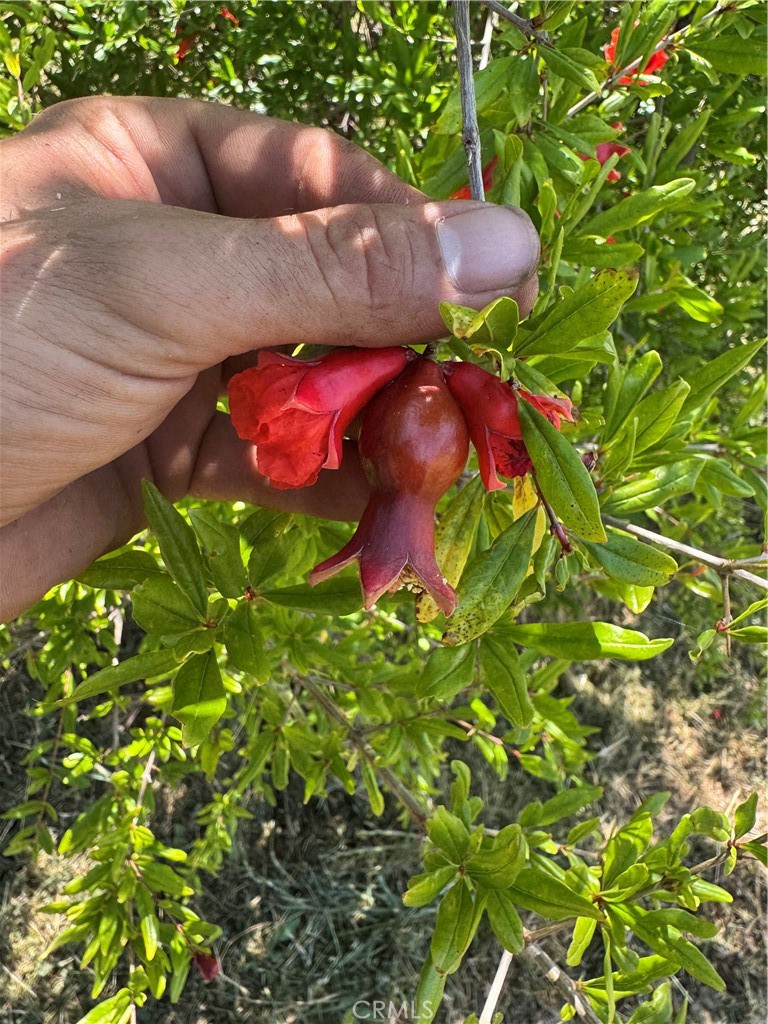 3738 Pinkston Canyon Road Oroville, CA 95965 - Photo 5 of 24 Pomegranate trees