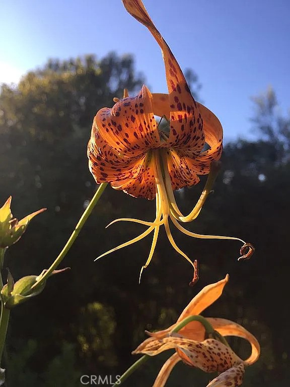 3738 Pinkston Canyon Road Oroville, CA 95965 - Photo 7 of 24 Flora