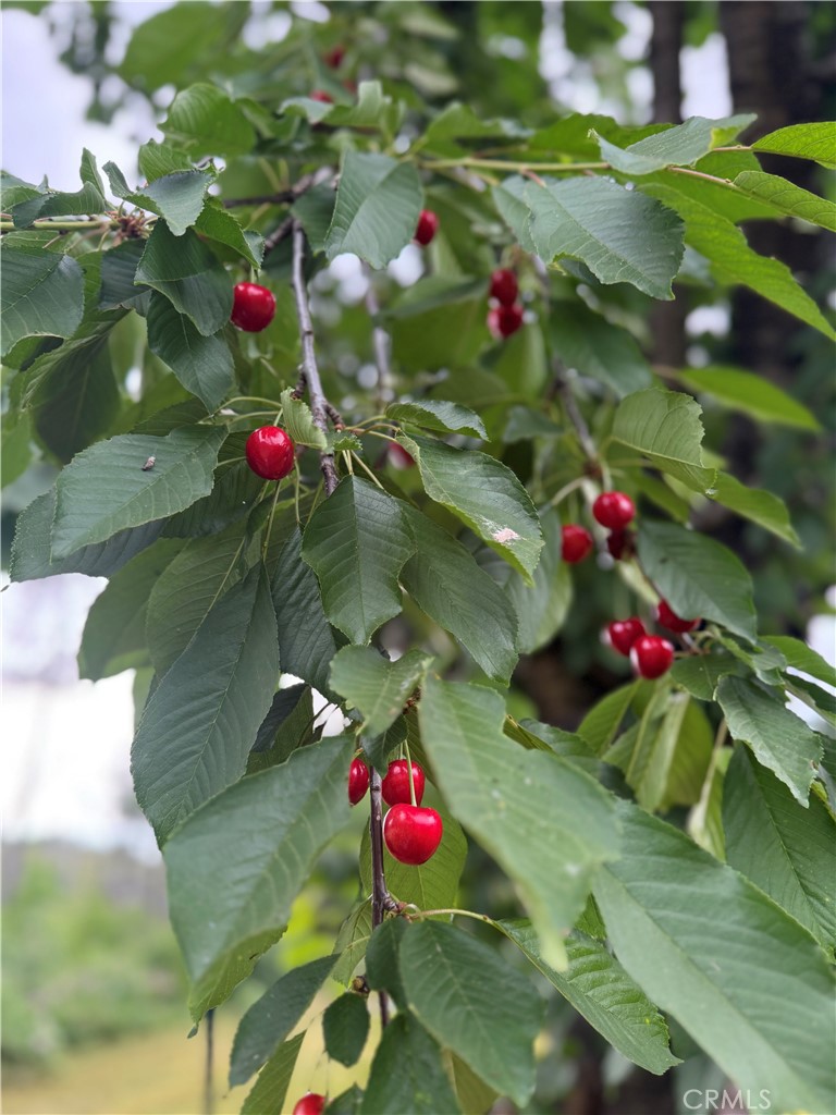 3738 Pinkston Canyon Road Oroville, CA 95965 - Photo 10 of 24 Cherry trees