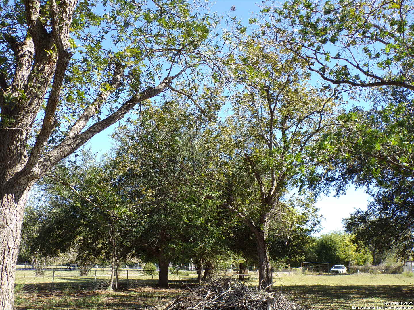 12035 Kearney Road Atascosa, TX 78002 - Photo 12 of 12 a view of a yard with plants and trees
