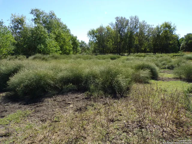 a view of a lush green forest with lots of trees