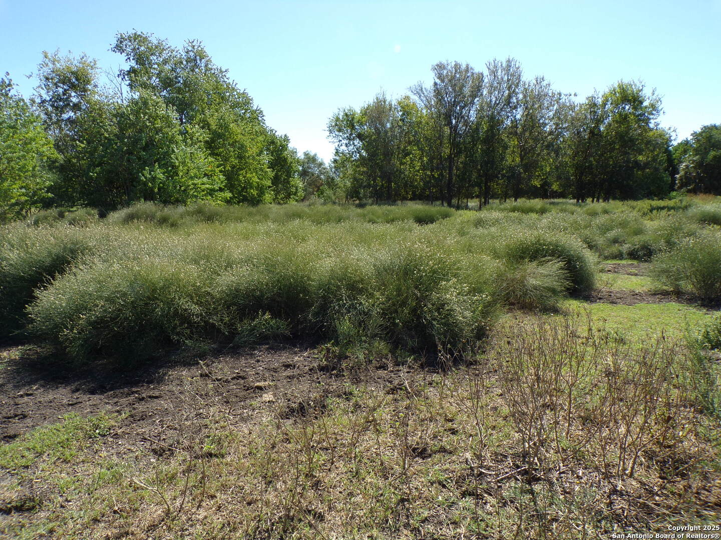 12035 Kearney Road Atascosa, TX 78002 - Photo 8 of 12 a view of a lush green forest with lots of trees
