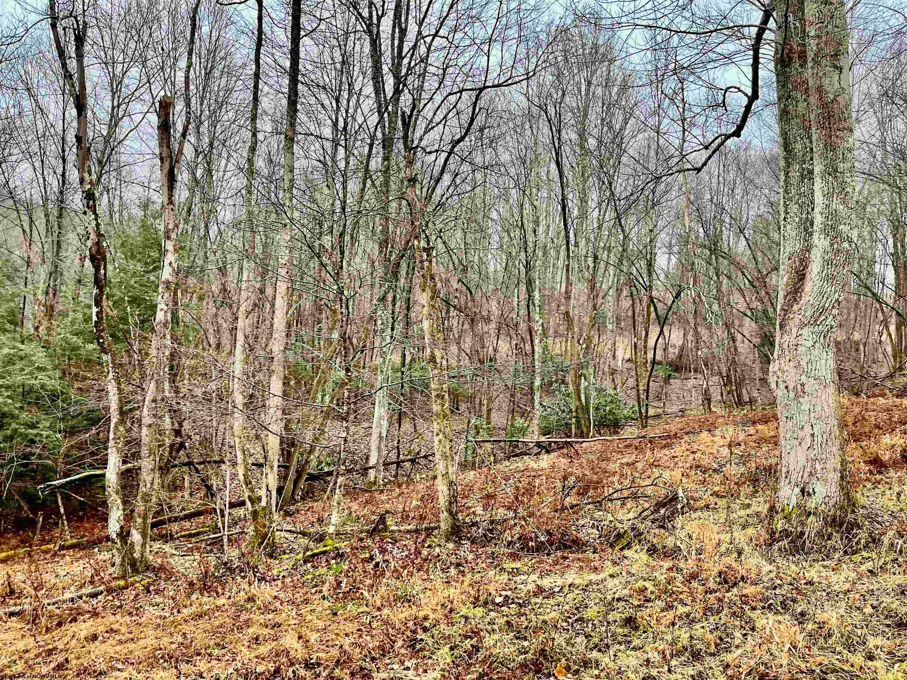 9179 Alexander Road French Creek, WV 26218 - Photo 47 of 50 Gallery Image 47