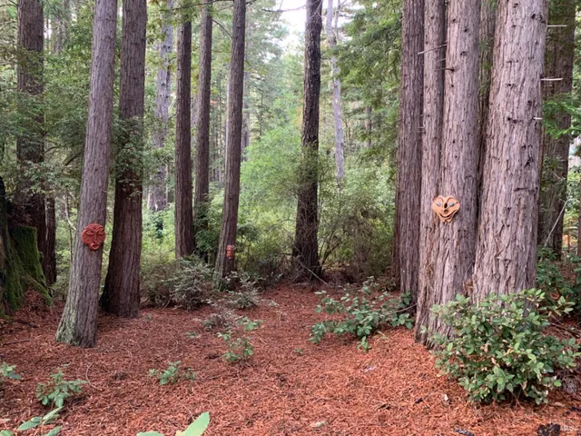 a view of a forest that has large trees