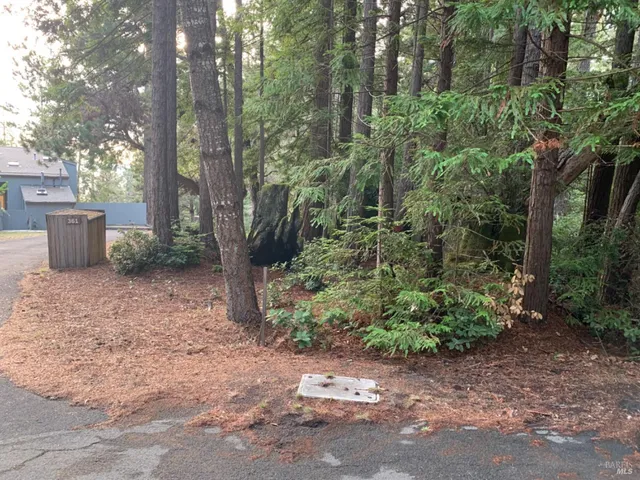 a view of a backyard with potted plants and large trees