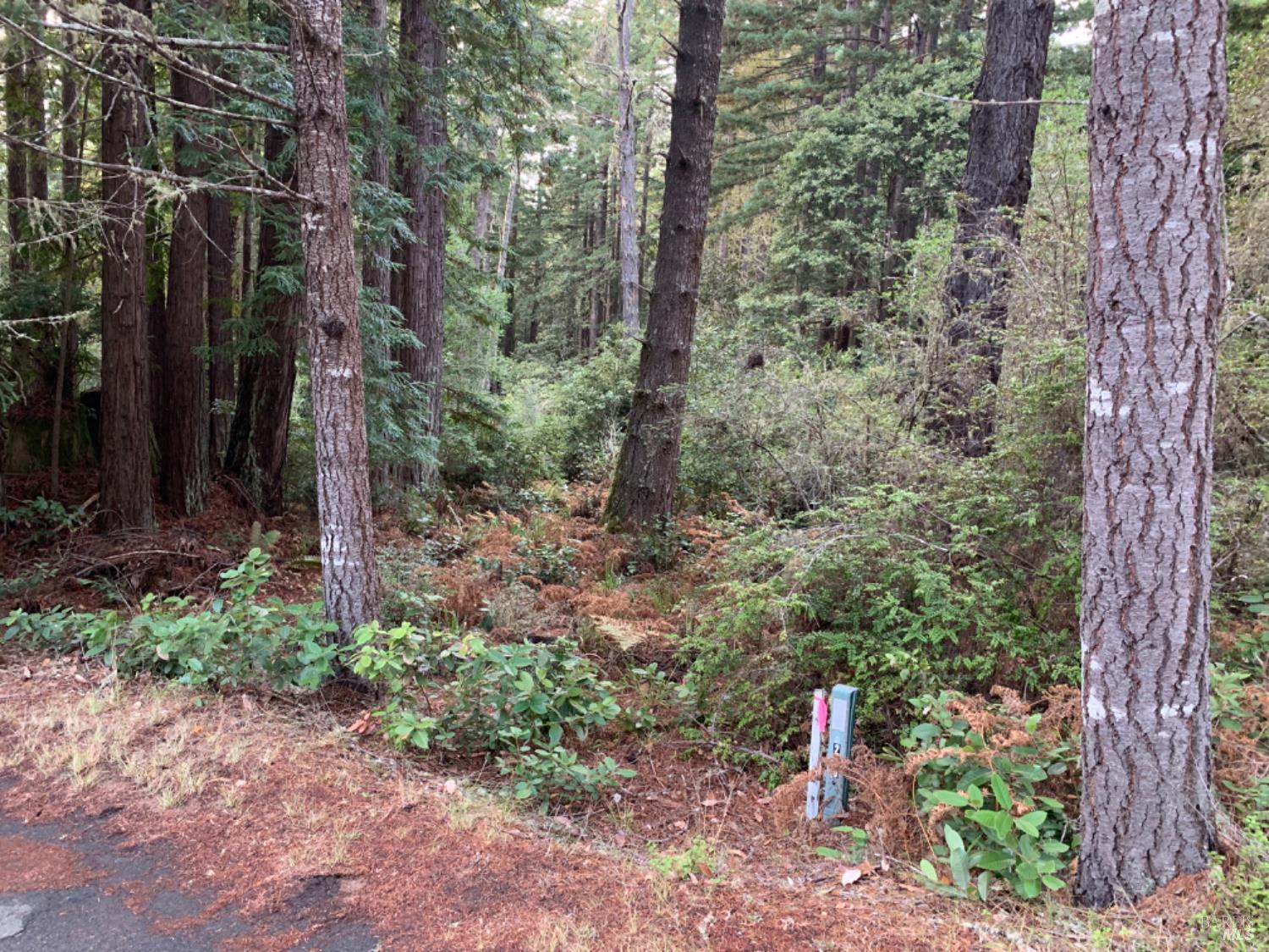 369 Big Tree Close, Unit 27A13 The Sea Ranch, CA 95497 - Photo 4 of 11 a backyard of a house with lots of green space