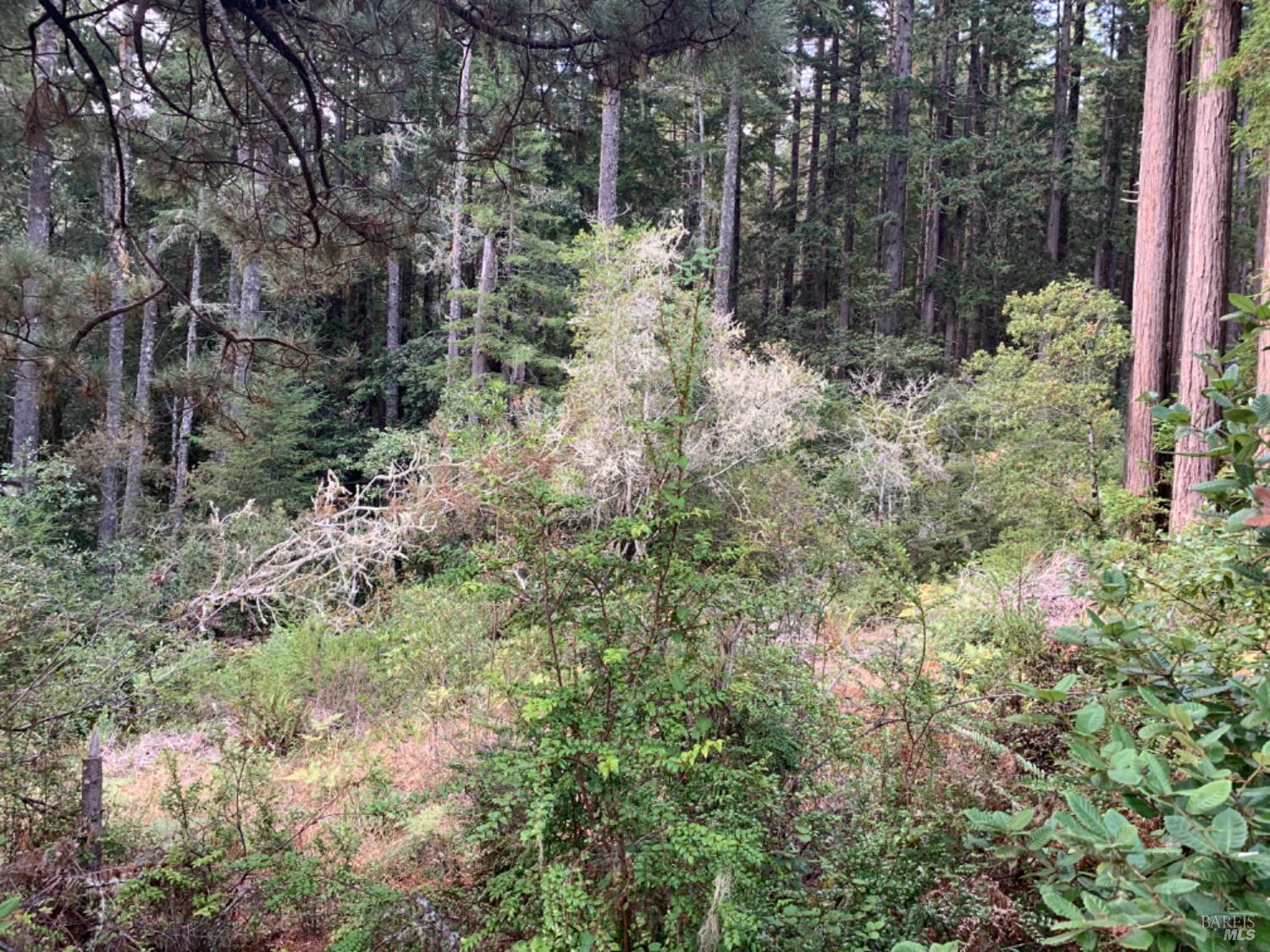 369 Big Tree Close, Unit 27A13 The Sea Ranch, CA 95497 - Photo 5 of 11 a view of a yard with plants and tree