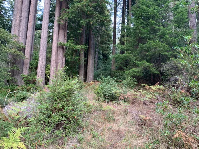 a view of a yard with potted plants and large trees